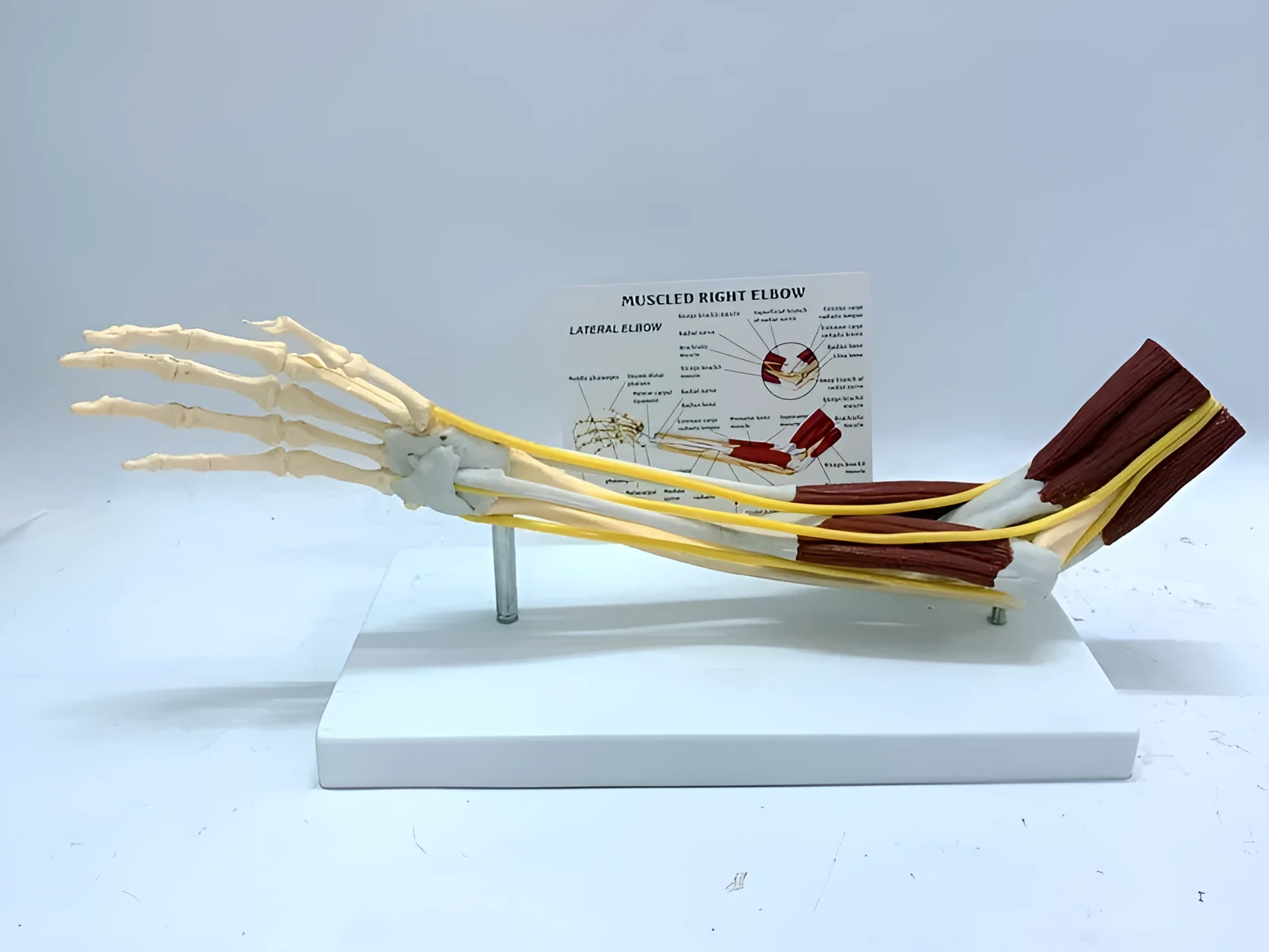 Plastic hand anatomy model with removable aponeurosis showing muscles and nerves